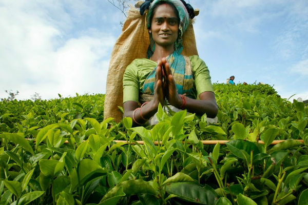 1000 ரூபா சம்பள விவகாரம்; இ.தொ.காவிற்கு கிடைத்த முதல் வெற்றி! | 1000 Salary Issue First Victory Thondaman Senthil