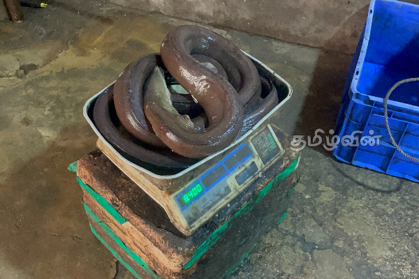 மன்னாரில் கடற்றொழிலாளர் வலையில் சிக்கிய அபூர்வ பாம்பு மீன் (Photos) | Rare Snake Fish In A Fisherman S Net In Mannar