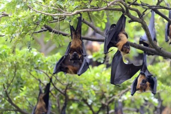 இலங்கையில் ஆபத்தான வைரஸ்..! 75 வீத இறப்பு வீதம் | Nipah Virus Spread In Sri Lanka