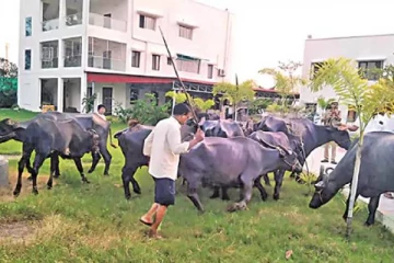 அண்ணாமலை பட பாணியில்.., எருமை மாடுகளை எம்எல்ஏ அலுவலகத்திற்கு கொண்டு வந்த நபர்
