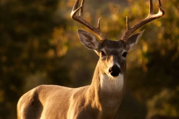 ஒன்டாரியோவில் மான் வேட்டையில் ஈடுபட்டவர்களுக்கு தண்டனை