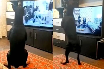 உடற்பயிற்சி செய்து அசத்தும் நாய்! வைரல் வீடியோ: