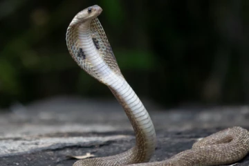 யாழில் பாம்பு தீண்டியவர் மரணம்