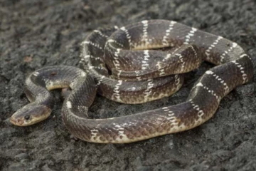 கனவில் பாம்பு வருவதை தடுக்க பரிகாரம்! இறுதியில் பாம்பு தீண்டி நாக்கை இழந்த சோகம்: நடந்தது என்ன?