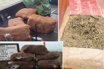 75 மில்லியன் ரூபாவுக்கும் அதிக பெறுமதியான கேரளா கஞ்சா மீட்பு