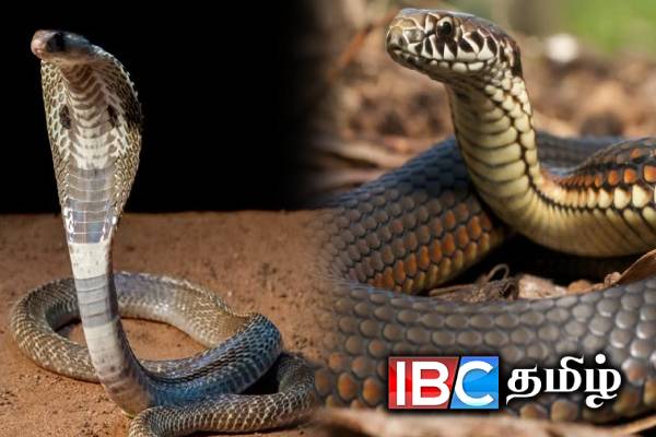 பாம்புகள் பழி தீர்க்குமா? : இன்று சர்வதேச பாம்புகள் தினம் | Can Snakes Revenge Today International Snake Day