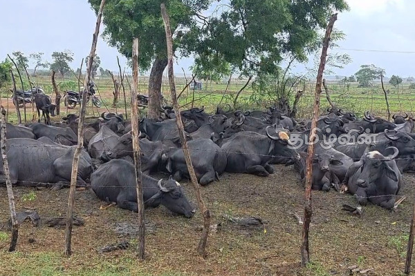 சிறைப்பிடித்த 63-மாடுகளை விடுவித்த விவசாயிகள் | 63 Cows Belonging To Cattle Farmers சிறைப்பிடித்த 63-மாடுகளை விடுவித்த விவசாயிகள் | 63 Cows Belonging To Cattle Farmers