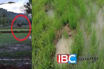 தமிழர் பிரதேசத்தில் அதிகரிக்கும் காட்டு யானைகளின் அட்டகாசம்
