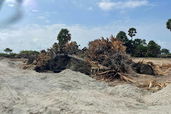 யாழில் வயல் நிலங்களுக்கு ஏற்பட்டுள்ள அபாயம்!(Photos) | Danger To Paddy Fields