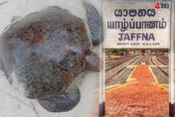 யாழில் கடலாமையுடன் கரை சேர்ந்த நபருக்கு காத்திருந்த அதிர்ச்சி