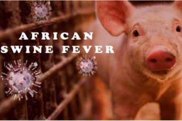 பன்றி காய்ச்சல் பரவலை தடுக்கும் விசேட வர்த்தமானி வெளியீடு