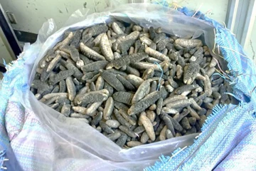 புத்தளத்தில் கடலட்டைகள் மற்றும் சுறா இறகுகள் கடத்திச் சென்ற இருவர் கைது (photos)