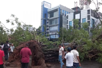 கொழும்பில் திடீரென வேரோடு சாய்ந்த பாரிய மரம்; 7 வாகனங்களுக்கு சேதம்