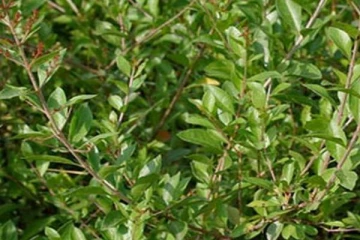 எப்படிப்பட்ட வாஸ்து தோஷத்தையும் நீக்கும் ஒரே செடி! எங்கு வைக்க வேண்டும்?