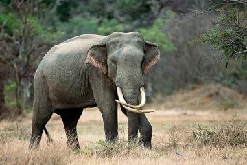 8 வயது சிறுவனை பலியெடுத்த காட்டு யானை ; தமிழர் பகுதியில் சம்பவம்