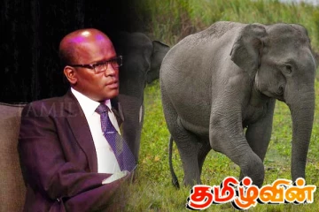 யானை - மனித மோதலை தடுக்கும் நடவடிக்கை: சத்தியலிங்கம் விடுத்துள்ள கோரிக்கை