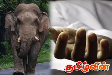 தொடரும் காட்டு யானைகளின் அட்டகாசம் : இருவர் மரணம்