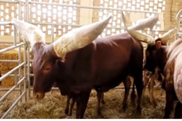 எம்மாடி... இவ்ளோ பெரிய கொம்பா... பலரையும் வியக்கவைத்த அரிய வகை விலங்குகள்!