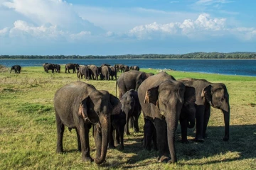 இலங்கையில் ஜனவரி மாதம் மட்டும் 43 யானைகள் உயிரிழப்பு