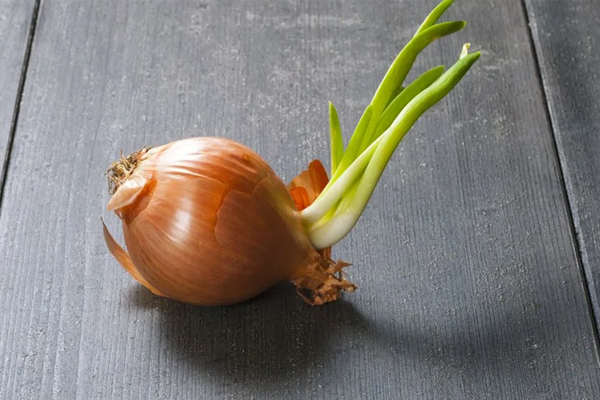 முளைத்த வெங்காயத்தை சமையலுக்கு பயன்படுத்தலாமா? பலரும் அறியாத உண்மை | Sprouted Onions Safe To Eat முளைத்த வெங்காயத்தை சமையலுக்கு பயன்படுத்தலாமா? பலரும் அறியாத உண்மை | Sprouted Onions Safe To Eat