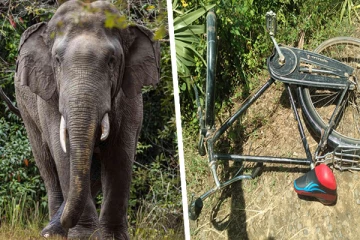 மட்டக்களப்பில் காட்டு யானை தாக்கியதில் குடும்பஸ்த்தர் ஒருவர் பலி