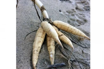 பிரித்தானியர்களே எச்சரிக்கை! இதைக் கண்டால் தொடாதீங்க... மரணம் வரை செல்லும் அபாயம்