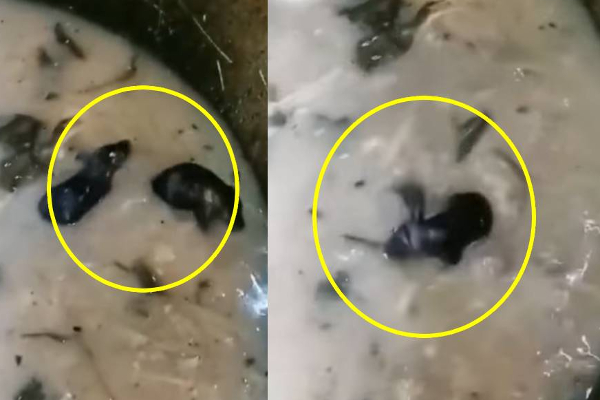 சாப்பிடும் soup இல் கட்டி உருண்டு சண்டை பிடிக்கும் எலிகள்! அதிர்ச்சியில் உறைய வைத்த காட்சி | Viral Video World Viral