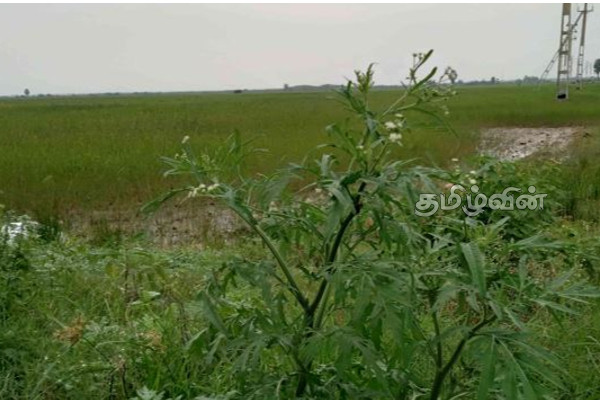 யாழ்.செம்மணி மயானத்திற்குள் உருவாகும் பேராபத்து(Photos) | Yaazh Semmani Mayanam