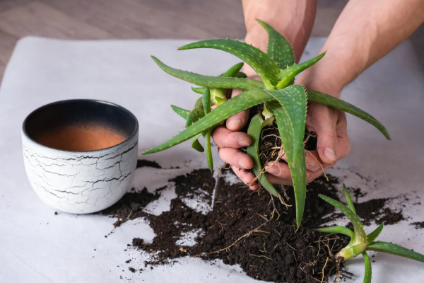 தூக்கமின்மையால் அவதியா...! படுக்கையறையில் இந்த 5 செடிகள் இருந்தால் போதும் | Indoor Plants That Help You Sleep Better