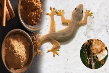 சமையலறையில் இருக்கும் பல்லி தொல்லையை விரட்ட வேண்டுமா? இந்த ஒரு மசாலா போதும்