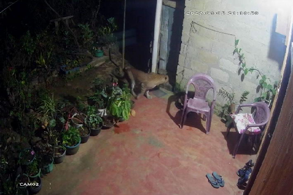 வீடுகளுக்கு வரும் சிறுத்தை புலிகள்-அச்சத்தில் கிராம மக்கள் | Villagers In Fear Of Leopard Coming To Houses