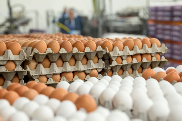 இந்தியாவிலிருந்து குவியவுள்ள முட்டைகள்! | Stacked Eggs From India