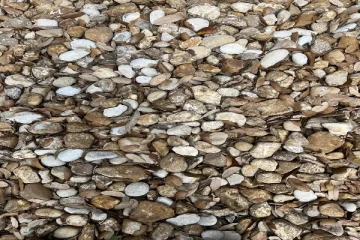 Optical Illusion: கற்களுக்கு இடையில் இருக்கும் மோதிரத்தை கண்டுபிடிக்க முடியுமா?