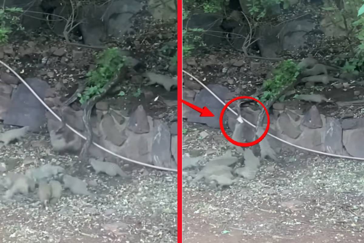 ஆக்குரோஷமான கீரிகளின் குழுவிடம் சிக்கிய மலைப்பாம்பு! இறுதியில் என்ன நடந்தது? | Mongoose Group Attack On Python Viral Video