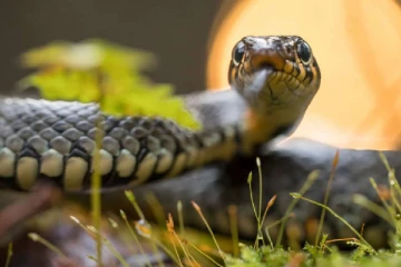 சுவிஸ் உயிரியல் பூங்காவுக்குச் சென்ற பார்வையாளர்கள் அலறியடித்து ஓட்டம்