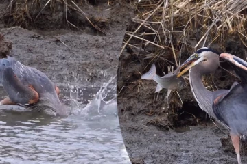 Viral Video: ஆத்தாடி எவ்வளவு பெரிய மீன்... நாரையின் அட்டகாசமான வேட்டை