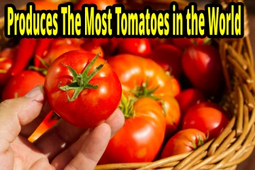 உலகிலேயே அதிக தக்காளி உற்பத்தி செய்யும் நாடு எது?