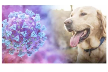 மலேஷியாவில் நாய்களிடம் பரவும் கோவிட் தொற்று!