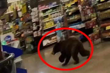 திடீரென கடைக்குள் நுழைந்த கரடி; அழையா விருந்தாளியால் வாடிக்கையளர்கள் திகைப்பு