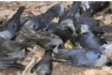டெல்லியிலும் பறவைக் காய்ச்சசல் பரவத்தொடங்கியதா? அடுத்தடுத்து செத்து மடிந்த காகங்கள்