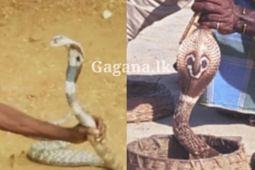 නයි නටවන්නෙක් හොඳටම නයි නටවන්න ගිහින්.. අවසානයේ නතර වුණ තැන..