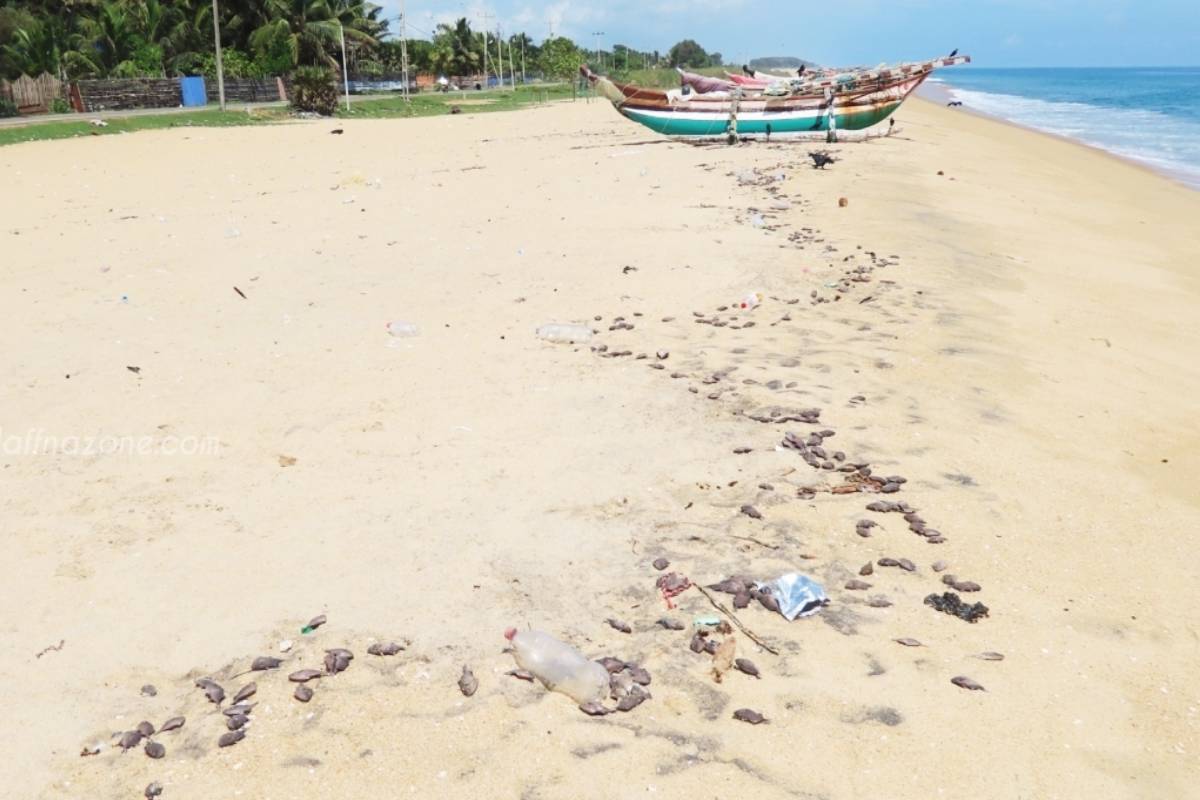 மருதமுனை கடற்கரையில் சட்டவிரோதக் கட்டுமானங்களை அகற்ற இறுதி அறிவித்தல் | Final Notice Constructions Maruthamunai Beach மருதமுனை கடற்கரையில் சட்டவிரோதக் கட்டுமானங்களை அகற்ற இறுதி அறிவித்தல் | Final Notice Constructions Maruthamunai Beach