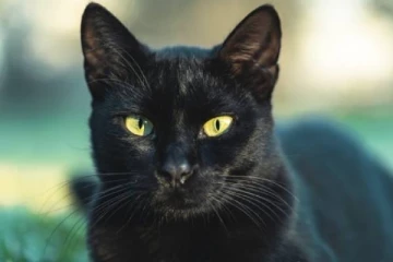 கருப்பு பூனை குறுக்கே போனால் அது அபசகுணமா? அவசியம் தெரிஞ்சிக்கோங்க!