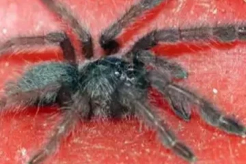 வெளிநாட்டில் இருந்து வந்த பார்சல்! திறந்து பார்த்தவருக்கு காத்திருந்த அதிர்ச்சி.. அலறிய அதிகாரிகள்