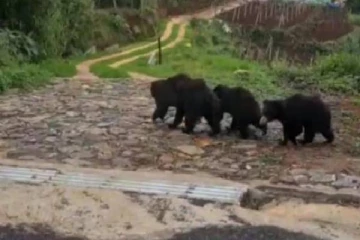 அம்மாவ காணோம்! தாயை தேடி அலையும் கரடிக்குட்டிகள்- நெகிழ்ச்சி சம்பவம்