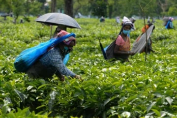 තේ අපනයනය මිලියන ගණනකින් පහත වැටේ...