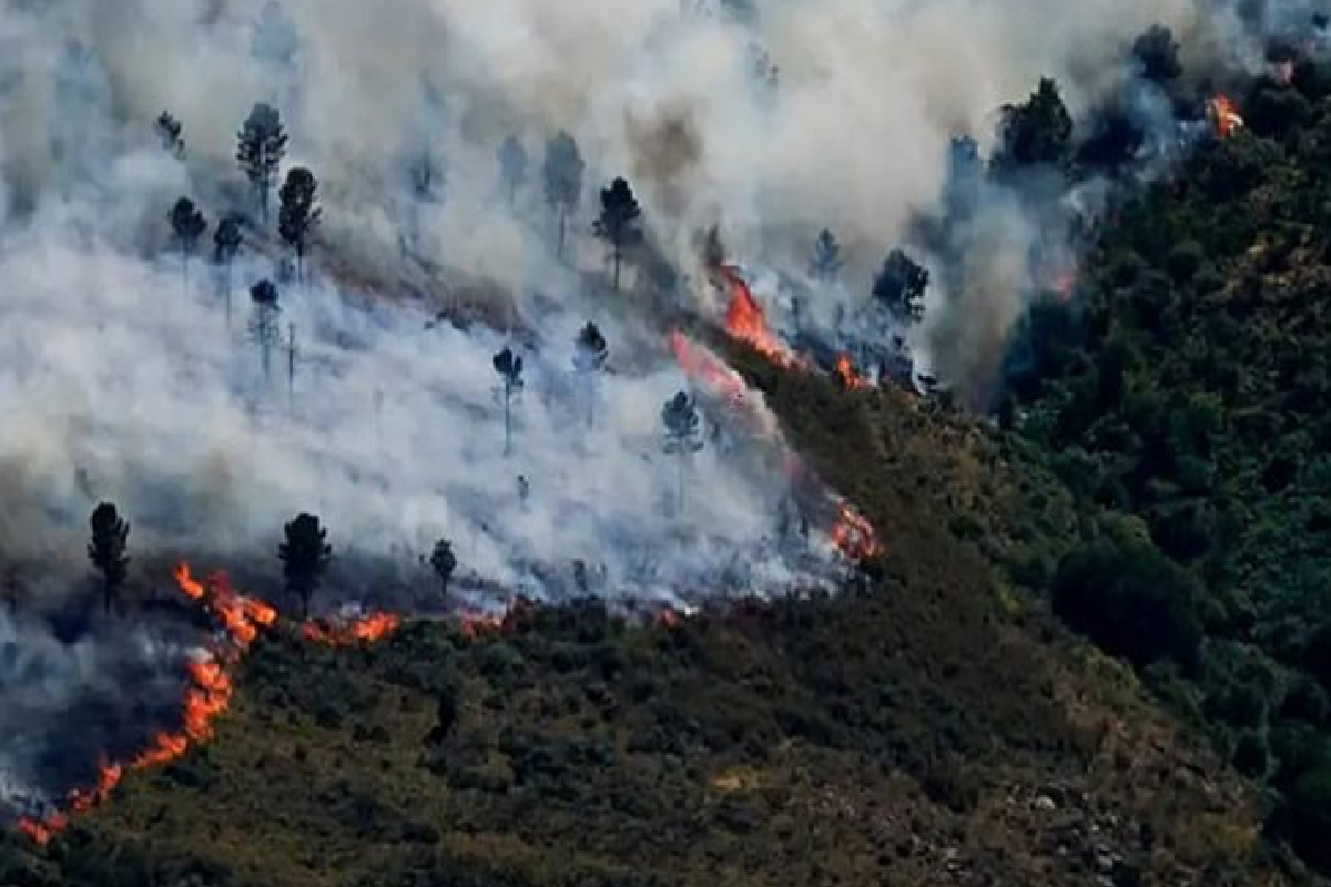 வலப்பனையில் காட்டுத் தீ ; 10 ஏக்கருக்கும் அதிகமான பகுதி தீக்கிரை | Wildfire In Walapane Burns Over 10 Acres