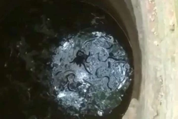 இப்படியும் ஒரு பழி வாங்கலா...!