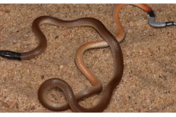 76 வருடங்களின் பின் இலங்கையில் புதிய வகை பாம்பு கண்டுபிடிப்பு