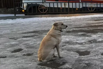 உறைந்த பனியில் 4 நாட்கள் உரிமையாளருக்காக காத்திருந்த வளர்ப்பு நாய்: கவலையில் குடும்பத்தினர்!